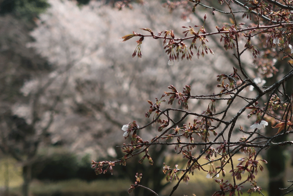 ソメイヨシノ（桜の開花中です）