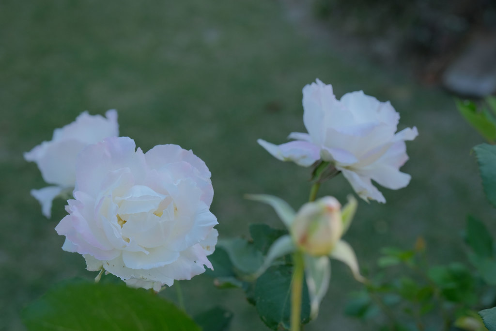 バラの品名・ル・ブランの花