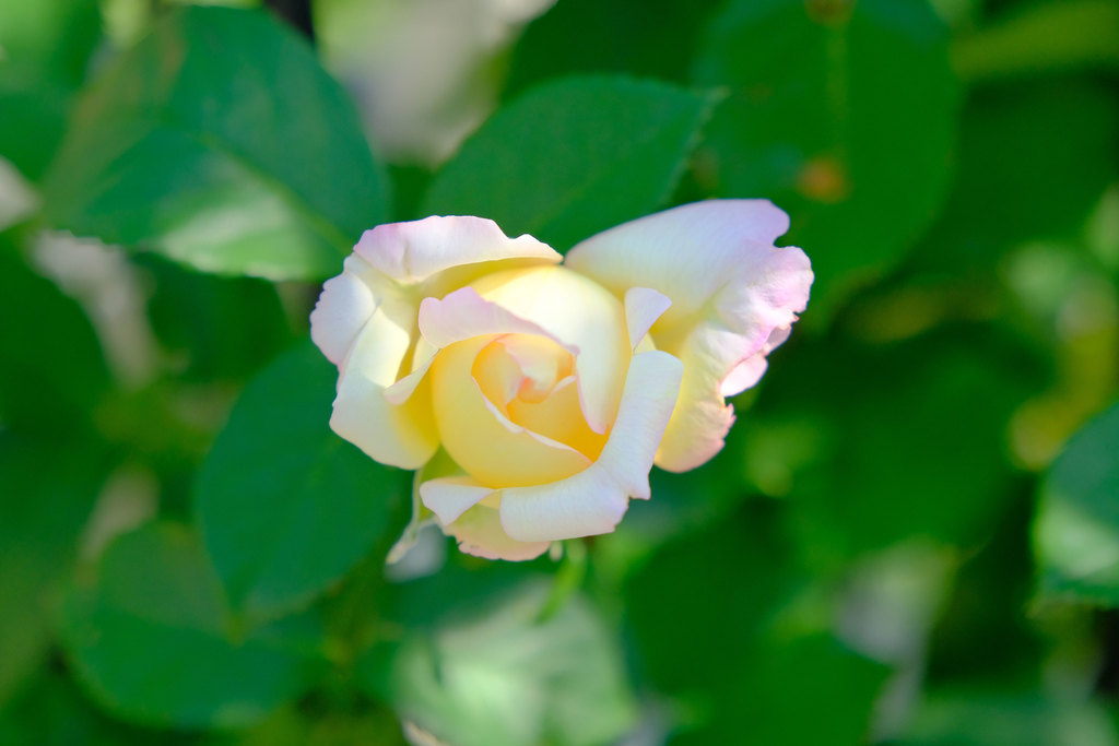 バラの品名・シュベルニーの花