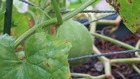 難しいメロンの虫や菌から守るムクダイケイスイによる免疫力の実験
