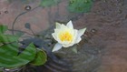 今の時期毎年綺麗な花を咲かす姫スイセン（ピグニア・ﾍﾙブラ）