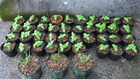 　ムクダイケイスイソによる自然(純粋）を食う（抗血栓と医療野菜バジル）