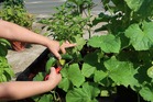 愛菜ガーデンは健康に良し、家族に和を持成し、絆を深める