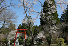 今年も貴賓豊かな花を咲かせて見せる阿蘇赤水蛇石神社の桜