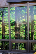 窓枠利用、森のイメージフイルムを貼って楽しむ