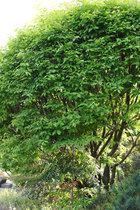 深山マユミの木が初夏を告げています。
